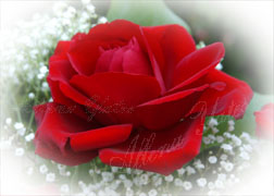 Greeting Cards (rose image)