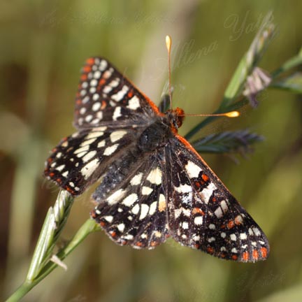 Checkerspot butterfly