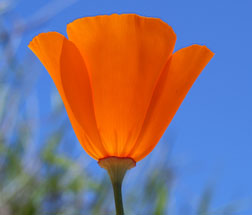 Photography (CA poppy image)
