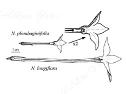 Science Illustration (Nicotiana image)