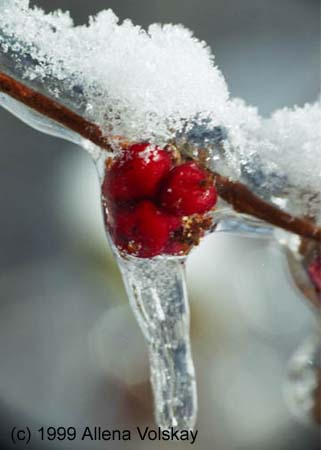 image-ice and snow on buckbrush berries