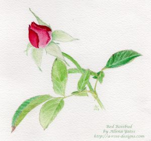 red rose bud with leaves, watercolor painting