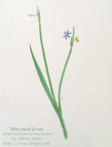 Long-stemmed blue flower with six petals