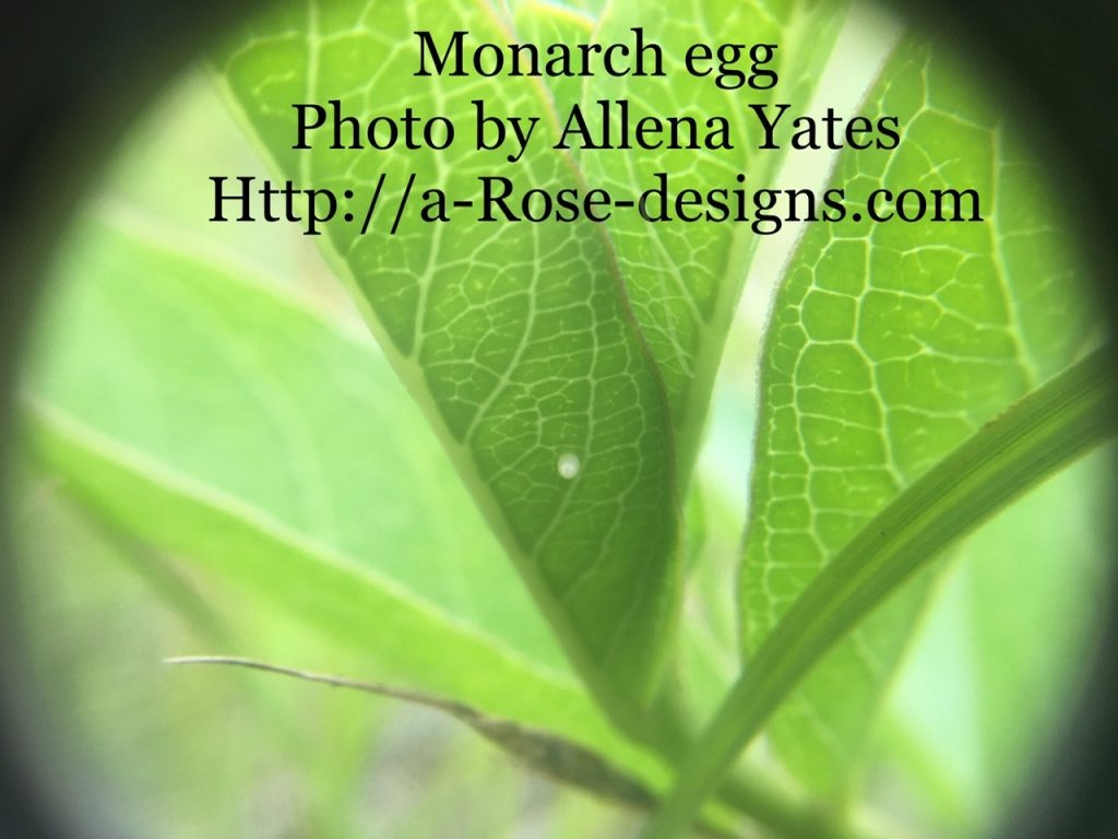 Monarch egg May 31, 2021