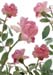 rose montage