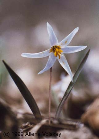 image-Dogtooth Violet
