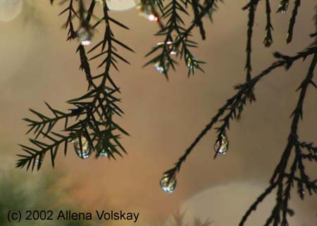 image-arborvitae with raindrops