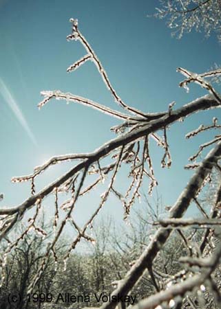 image-Sunlight behind icy branches
