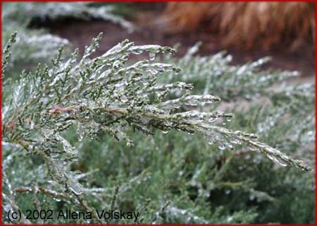 icy evergreen tip