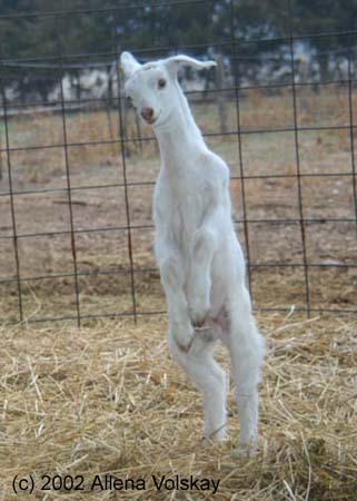 image-rearing goat kid