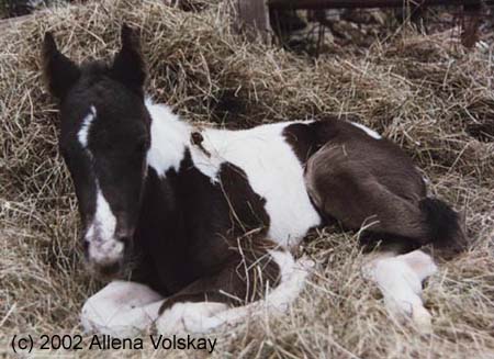 26foal-web