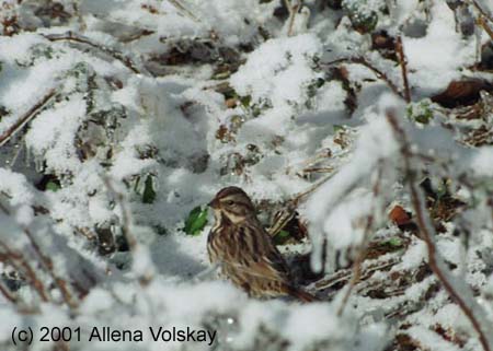 27sparrow-web