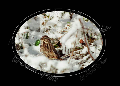 Song Sparrow in the snow
