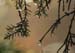 creeping cedar with raindrops