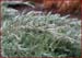icy evergreen twig