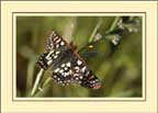 Checkerspot