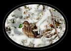 Song sparrow in the snow