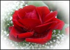 Rose card